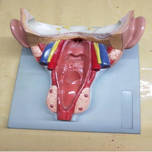 咽喉壁肌模型