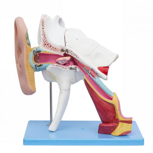 耳結(jié)構(gòu)放大模型
